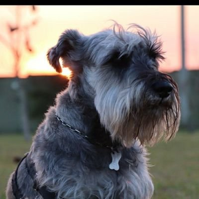 cesarkrebs's profile picture. Futebol / Grêmio