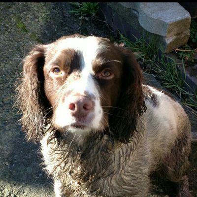 Springer spaniels. countryside pursuits NUFC BASC member (allotment - the world is just a great big onion)