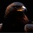 AZProof's profile image