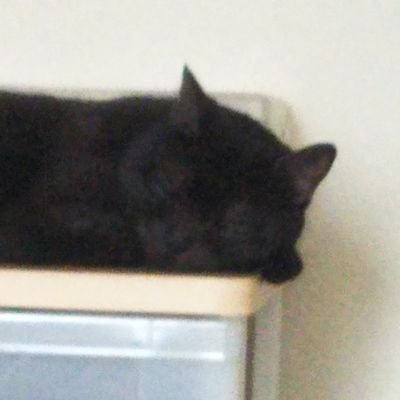 puns_piyo842000's profile picture. Sなのは仕事中だけ、プライベートはやさしい？です😎ふわふわと生きていたい静岡の40代、いつまでも経っても女の子大好きです😃😃😃#静岡#猫#ドラマ