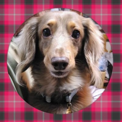 もり まゆみ デニーズ鵠沼海岸店 電子レンジの音がピーピーうるさい 開けるまでなってるみたいで 次から次にずーっとなってる