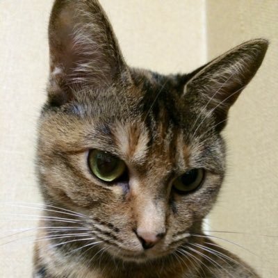 猫大好き 石大好き ハンドメイド大好き 編み物 洋裁 紙バンド ワイヤー マクラメ 去年からピサンキも たまに東京行きます 使い方よくわかってないので、たまに間違えて返信してしまうこともありますごめんなさい(>人<;)