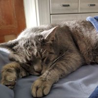ICU Mouse, RN (@lttlemouse93) 's Twitter Profile