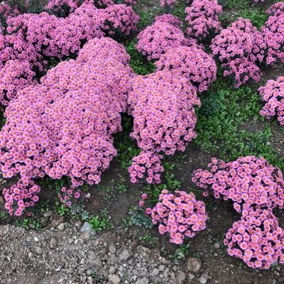 AlieBajramova's profile picture. 