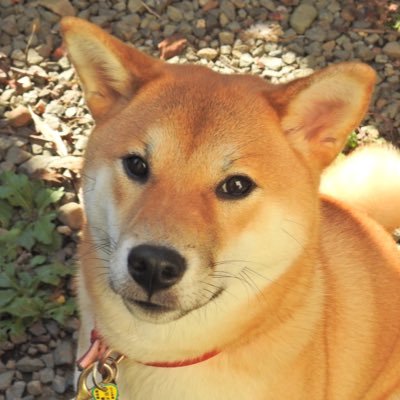 柴犬なな じん Bgmかっこいいなあ 柴犬なな じん Bgmかっこいいなあ