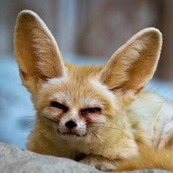 DigiFennek's profile picture. Geek doing geek things.