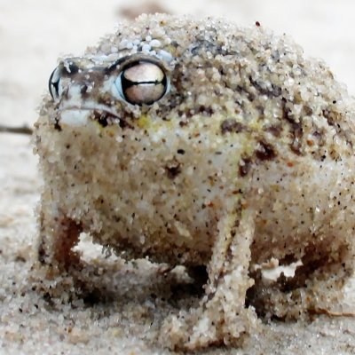 HAHAsedliHAHA's profile picture. 