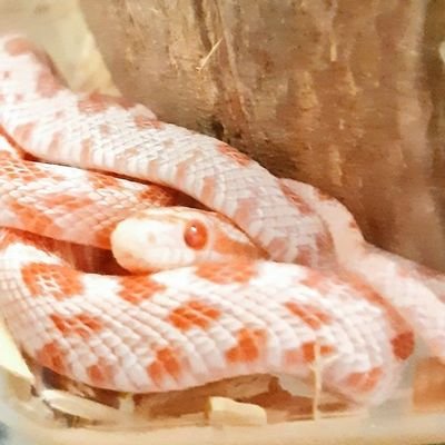 히비 노예さんのプロフィール画像