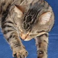 Ursula Rapp (@ustru) 's Twitter Profile Photo