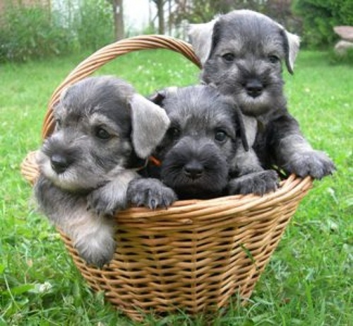 Everything You Really Ought To Know About Caring For Dogs: Dogs have an ...
