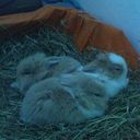 Julia Meier - @KanickelJanin - Twitter