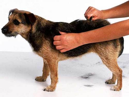 Hi,I'm excited to be connecting with people.My main area of interest is in the field of Animal Care like Dog Care also Cat Care plus pet care products.