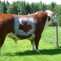 Farms of Canada(@farmsofcanada) 's Twitter Profile Photo