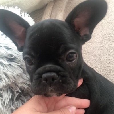 royaldreamfren1's profile picture. The https://t.co/nzbQUwgbBK most trusted French Bulldog breeders. We have been in this for the pass 12 years and have all the knowledge need to breed