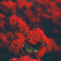 Rose bunch - @Or_Red_ Twitter Profile Photo