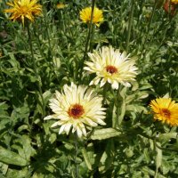 wildflower🌼 (@brighterfields) 's Twitter Profile Photo wildflower🌼 (@brighterfields) 's Twitter Profile Photo