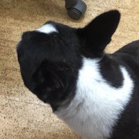 さらさら (@o_miffmiff) 's Twitter Profile