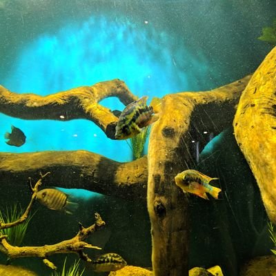 Angesanta22's profile picture. Ψ