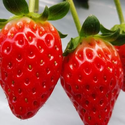 かぶもも🍓さんのプロフィール画像