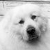 Kimberly (@swanvalleygirl) Twitter profile photo Kimberly (@swanvalleygirl) Twitter profile photo