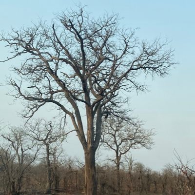 lossie33's profile picture. Mother, scientist,