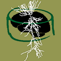 NeuroMorpho.Org (@neuromorphoorg) 's Twitter Profile