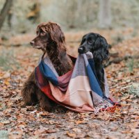 Sev and Lily(@Steph_Spaniels) 's Twitter Profile Photo