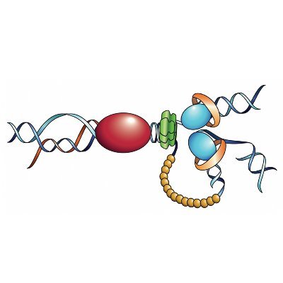 Investigating the factors and mechanisms responsible for genome integrity in @UniSevilla @CABIMER. Tweets provided by the group. @AguileRloop