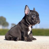 Heart Frenchie(@heartfrenchie) 's Twitter Profile Photo