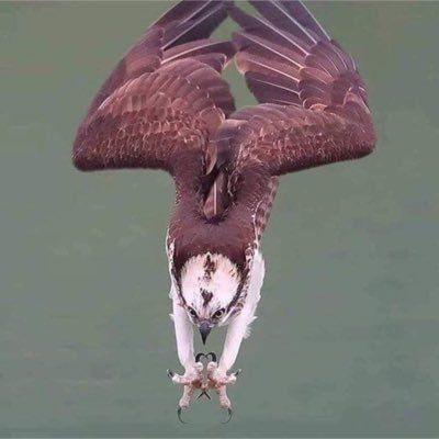 Coloradocrest's profile picture. Author, mother, activist, Native Coloradan. Stands against human trafficking, corruption and haters.