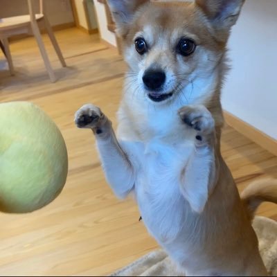 ミックス犬マロンyoutubeで配信中 チワワ コーギー Mixmarondog Twitter