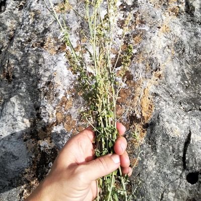 nuriapaf's profile picture. 