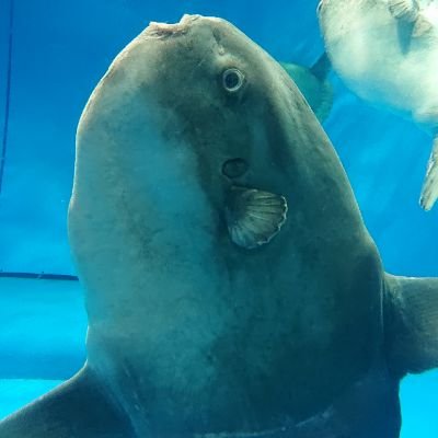 ikageso88's profile picture. 彼女が欲しいって…(切実)

誰かおらん？
_(:3」∠)_

&飯テロするぞい