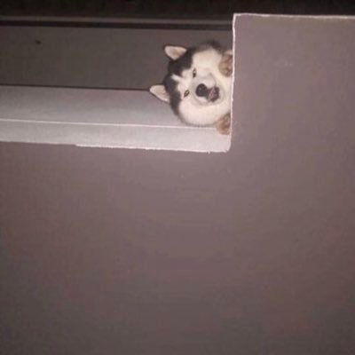 TheHHHHHusky's profile picture. 