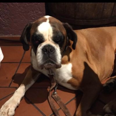 mosellanlorrain's profile picture. 