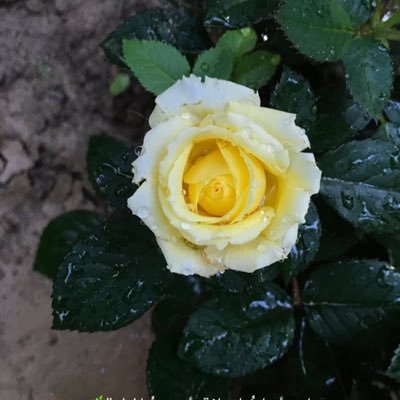 TaghreedFadl's profile picture. " وأنا مِن روحك يا الله " 🤍🕊