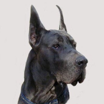 We are blue Great Dane breeders of show-quality, health-tested AKC Champions, always striving for the GDCA standard, temperament, and longevity.