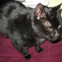 Eliza Sweet - @elizasweets - Twitter