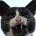 gato huaipe (@gato_huaipe) Twitter profile photo gato huaipe (@gato_huaipe) Twitter profile photo