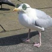 Japotei_'s profile picture. National Treasure