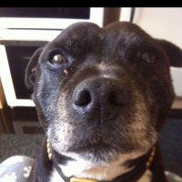 Chris Hodgson (@chrisho42906232) 's Twitter Profile