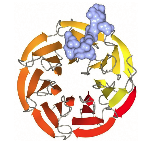 Twitter page for Bill Tansey's Laboratory @VanderbiltU. Investigating transcriptional regulation by MYC in cancer.