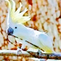 alibaba elce (@7raj_al7lal) 's Twitter Profile