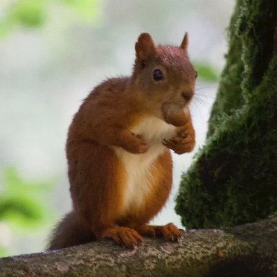 More natural management styles for woodland & other ecosystems in Britain, including non-intervention & rewilding, also coppicing & continuous cover forestry