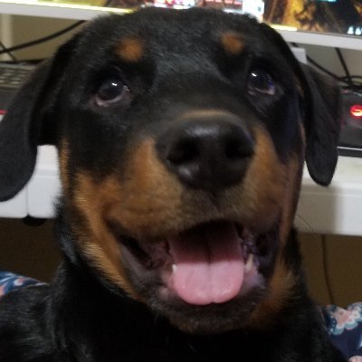 Trying to survive this end of times shit, smiting people, playing with my dogs.
Sometimes stream here https://t.co/qCdVlHWl8B