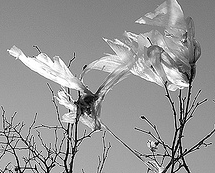 noplasticbags's profile picture. It's time to act together and get this sorted
