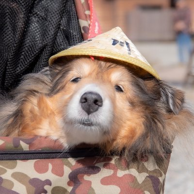 フリーランスのデザイナー
写真ときどきバイク / オッサン / 📷PENTAX K-30,K-70・Fuji X-T3 / 🐶愛犬家 / 平日遊んで週末家族サービス / ほぼ夜景 / sakanaction / indigo la End / CAPSULE / KREVA / illion