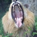 Paul Sumner (@drpaulws) Twitter profile photo