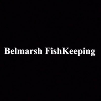 Belmarsh FishKeeping 

https://t.co/RjShMs7NcI

Instagram - belmarshfishkeeping
