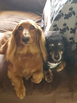 yumatatu's profile picture. 2010年6月14日生2022年02月02日クィーン(クーちゃん)🌈2010年10月25日生キング(キンスケ)2023年2月7日生クロマメ(クーちゃん又はジャイアン)無言でフォローします。ごめんなさい🙇🏻‍♀️⸒⸒